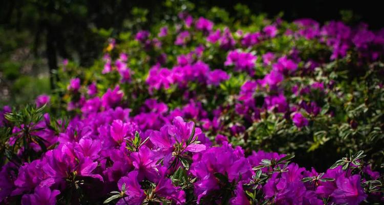 杜鹃花（杜鹃花语的意义与神秘）