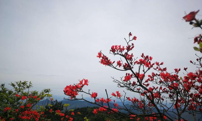 杜鹃花（杜鹃花的多重寓意与象征意义）