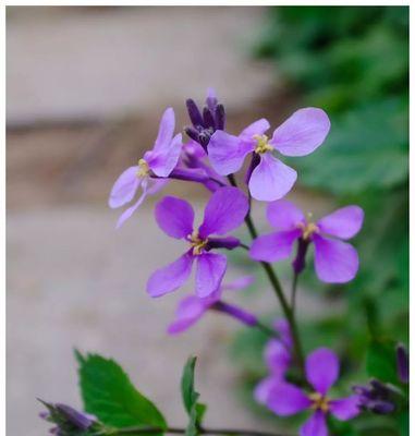 二月兰（花开寒冷季节）