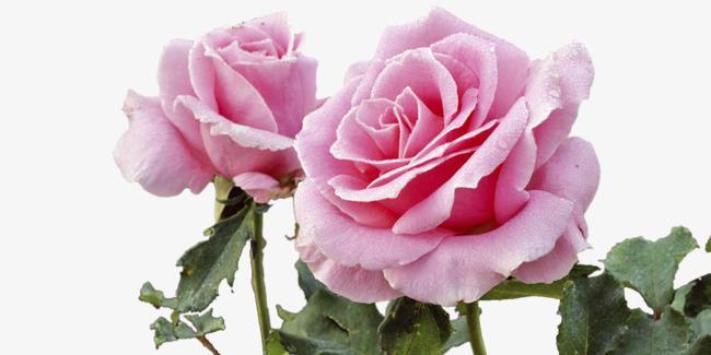 粉红玫瑰（粉红玫瑰花的历史及其象征意义）