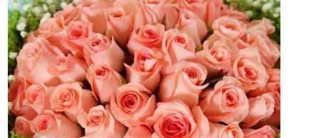 粉红玫瑰花语传递的浪漫与爱情（用粉红玫瑰传递爱的信息）