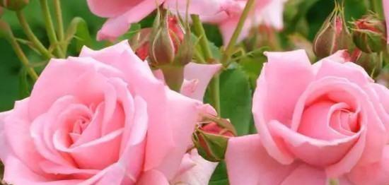 粉红色玫瑰的美丽与寓意（缤纷多彩的粉色花朵）