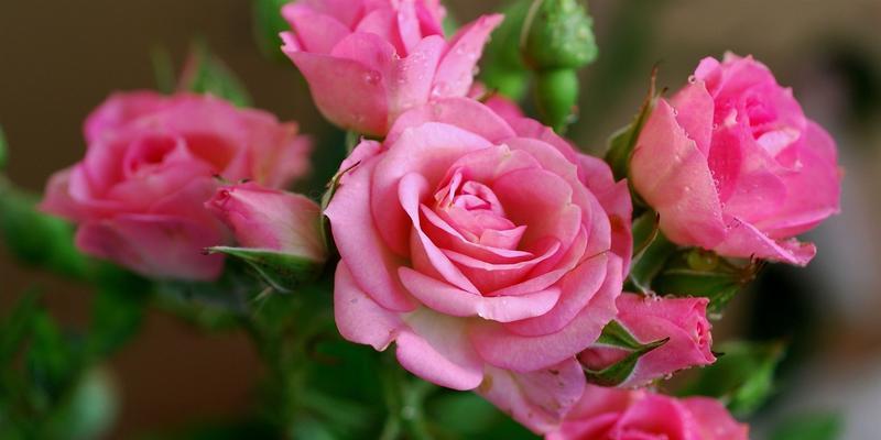 粉色玫瑰花的寓意及象征意义（粉色玫瑰花的美丽与柔情）