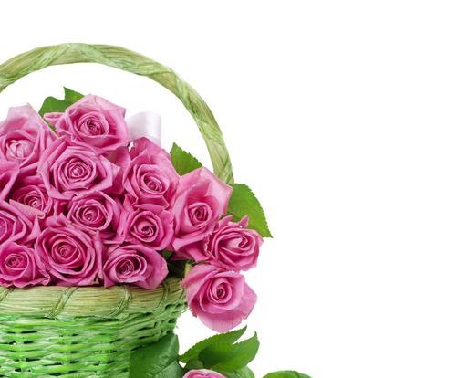 粉色玫瑰花的寓意及象征意义（粉色玫瑰花的美丽与柔情）