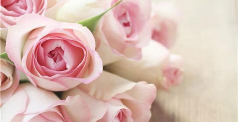 探寻粉红色玫瑰花的花语与寓意（浪漫绽放的粉红色玫瑰）