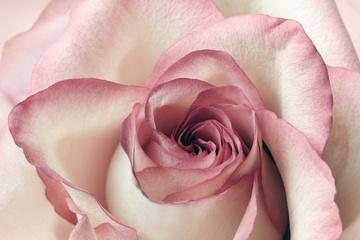 粉红色玫瑰花的深刻意义（探索粉红色玫瑰花的浪漫与纯真）