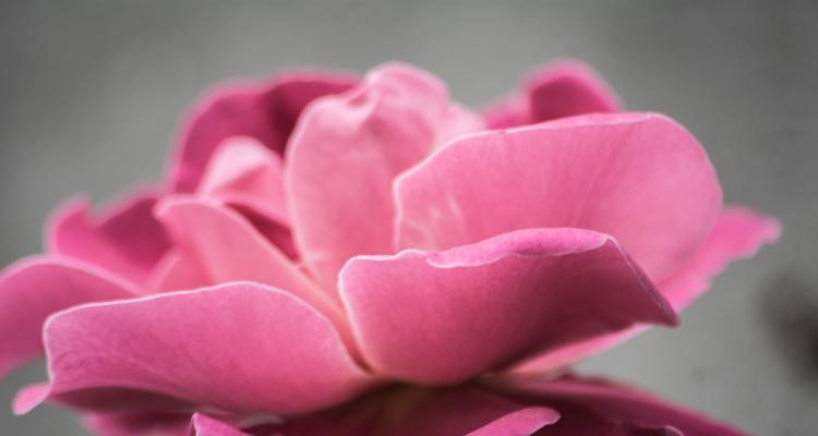 粉玫瑰的浪漫和温柔（以花代言）