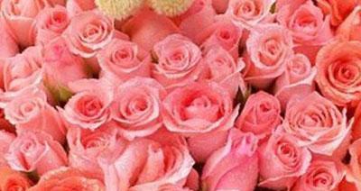 8朵粉玫瑰的花语与寓意（8朵粉玫瑰的意义和象征）