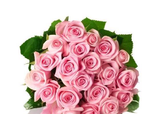 粉玫瑰的花语和寓意（唤醒浪漫之情爱的象征）