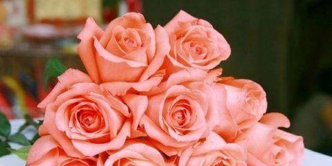 粉玫瑰的花语和寓意（唤醒浪漫之情爱的象征）