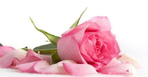 粉玫瑰的寓意与象征（探寻粉玫瑰的象征意义）