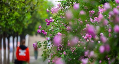 粉蔷薇花语的美丽与寓意（探索花朵的语言）