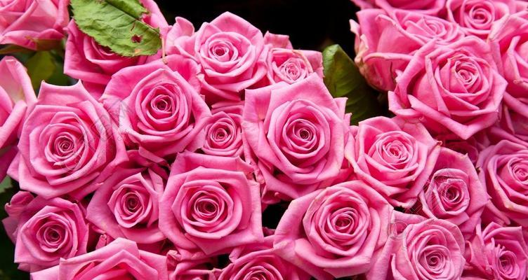 粉色玫瑰花的象征意义（玫瑰的花语与文化传承）