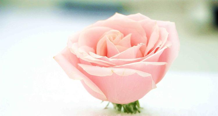 粉色玫瑰花的象征意义（揭示粉色玫瑰花背后的情感密码）