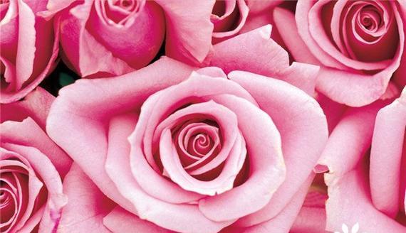 粉色玫瑰花语（粉色玫瑰的象征意义及传递的情感信息）