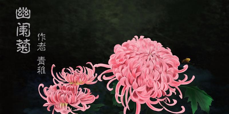 粉色菊花的花语（揭秘粉色菊花的花语）