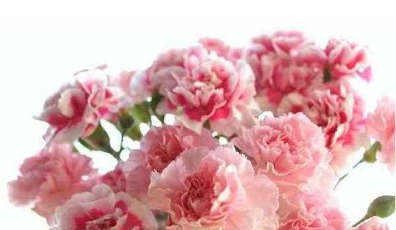 粉色康乃馨花语（鲜花中的温暖与柔情）