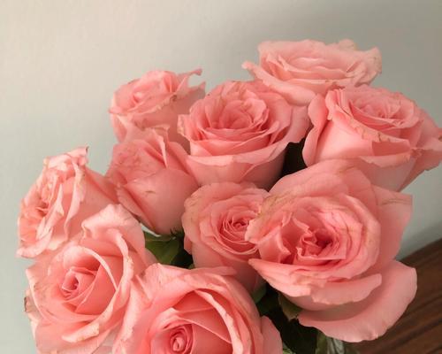 粉色玫瑰的意义与象征（探究粉色玫瑰的内涵与寓意）