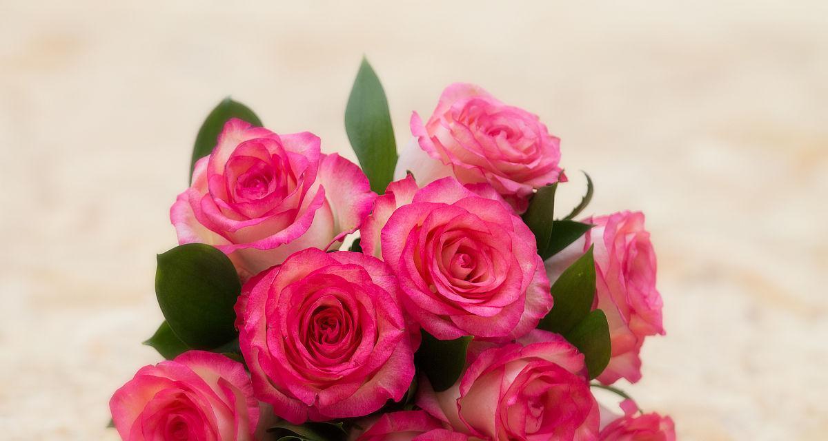 粉色玫瑰的意义与象征（探究粉色玫瑰的内涵与寓意）