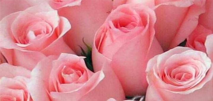粉色玫瑰（探索粉色玫瑰背后的情感语言）