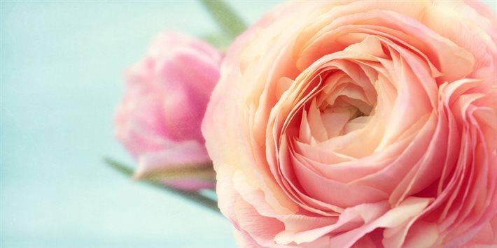 粉色玫瑰的含义及象征之美（揭开粉色玫瑰的神秘面纱）
