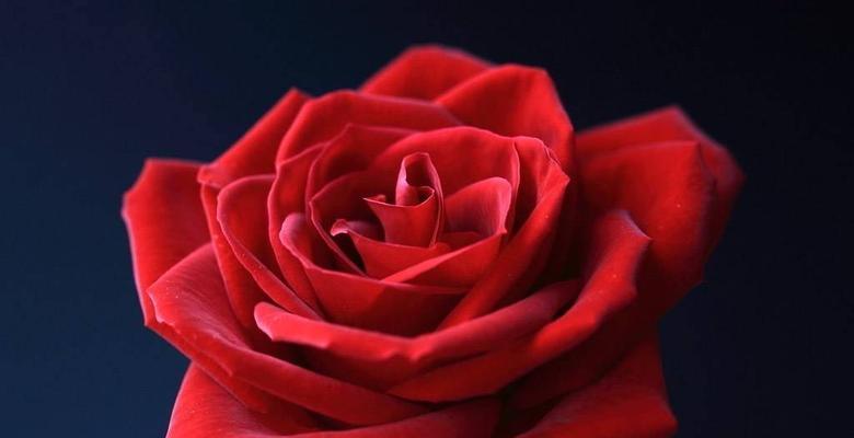 粉色玫瑰的花语和寓意（探寻粉色玫瑰的深刻内涵）