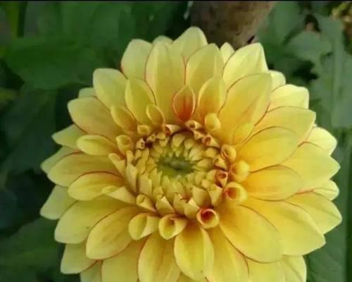 大丽花的花语意义（探索大丽花的象征与意义）