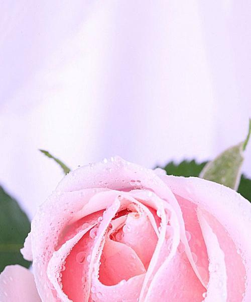 淡粉色玫瑰的花语（探索淡粉色玫瑰背后的浪漫和柔情）