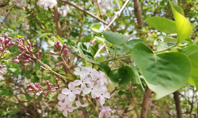 丁香花语的意义和传承（探寻丁香花的悠久历史与深厚情感）