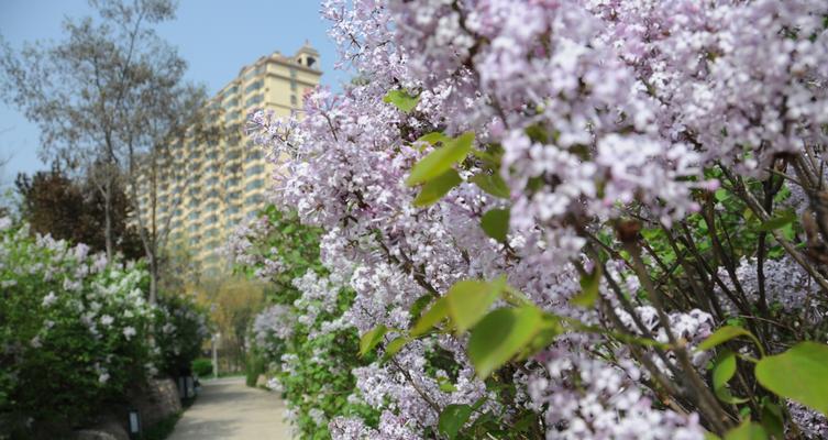 丁香花寓意与象征（丁香花的寓意及其在文化中的象征意义）