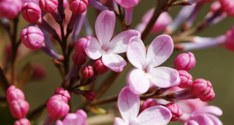 丁香花寓意与象征（丁香花的寓意及其在文化中的象征意义）