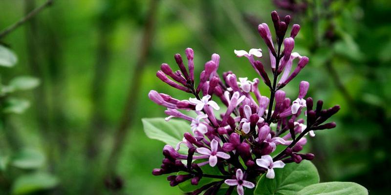 丁香花寓意与象征（丁香花的寓意及其在文化中的象征意义）