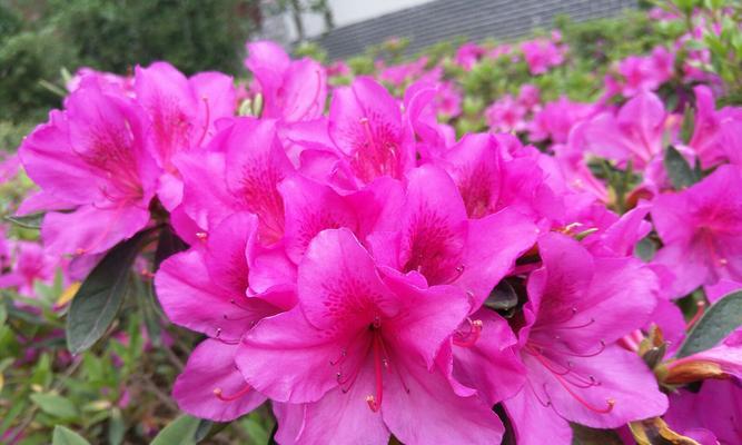 杜鹃花的花语与意义（探索杜鹃花的神秘花语及其象征意义）
