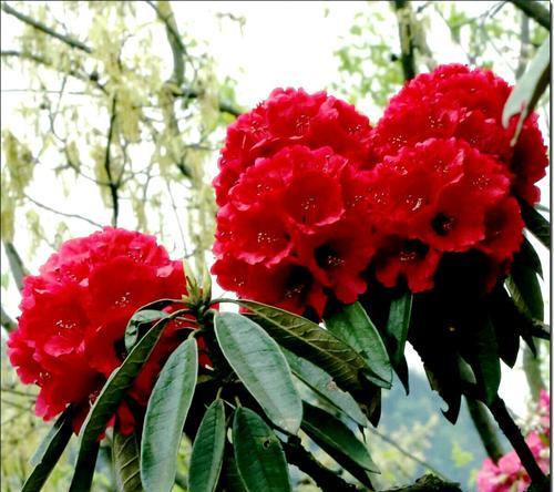 杜鹃花的花语与意义（探索杜鹃花的神秘花语及其象征意义）