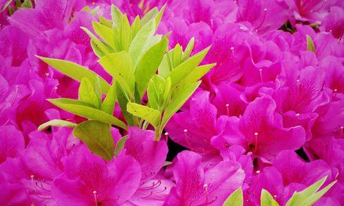 杜鹃花的象征意义（用花语解读杜鹃花的浪漫情愫）