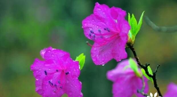 杜鹃花的花语和寓意（揭示杜鹃花所代表的情感和象征意义）