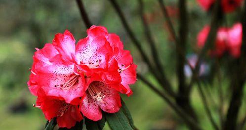 杜鹃花语（用杜鹃花向爱情致敬）