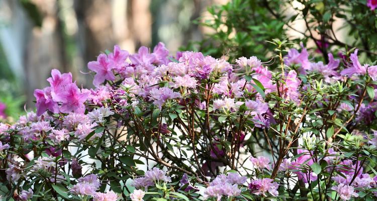 杜鹃花（傲视尘世的芬芳奇迹）