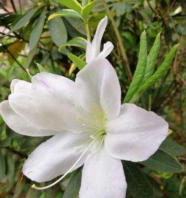 杜鹃花（傲视尘世的芬芳奇迹）