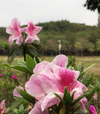 杜鹃花（傲视尘世的芬芳奇迹）