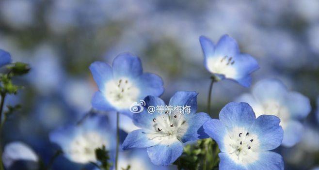 粉蝶花花语与文化背景（探寻粉蝶花的美与象征意义）