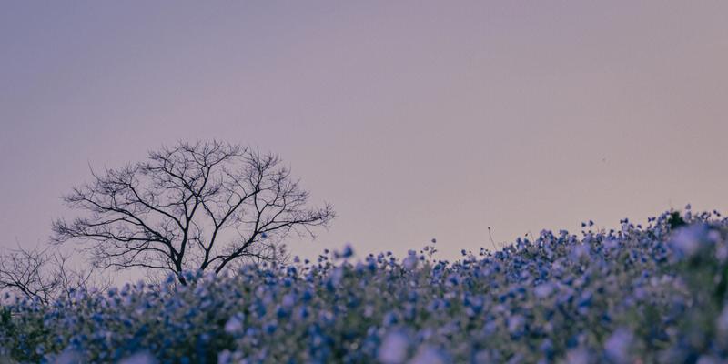 粉蝶花花语与文化背景（探寻粉蝶花的美与象征意义）