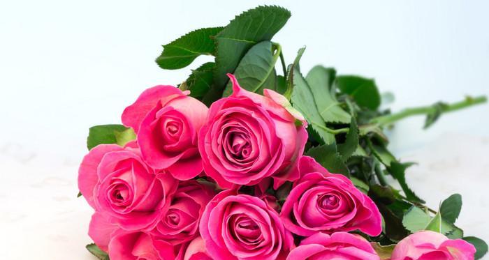 粉红玫瑰的象征意义（探索粉红玫瑰的浪漫与爱情）