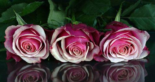 粉红玫瑰的象征意义（探索粉红玫瑰的浪漫与爱情）