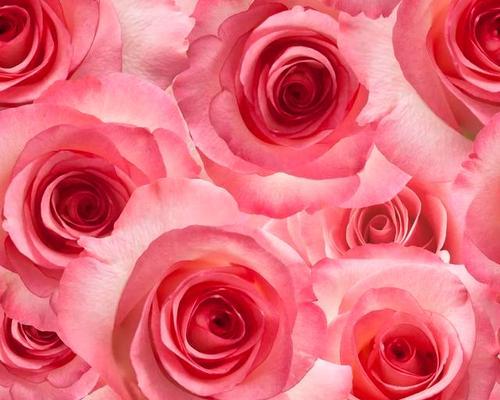 粉红玫瑰的象征意义与美丽之魅力（用一朵玫瑰传递爱与祝福——粉红玫瑰的深层意义）