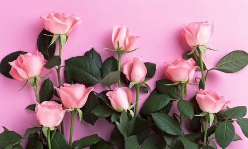 粉红玫瑰的象征意义与美丽之魅力（用一朵玫瑰传递爱与祝福——粉红玫瑰的深层意义）