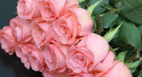 粉色玫瑰花语（用粉色玫瑰传递温暖与美丽）
