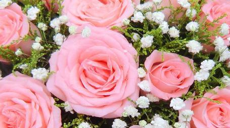 粉红色玫瑰的美丽与含义（探究粉红色玫瑰的象征与传达情感的力量）