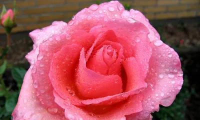 粉红色玫瑰的花语和寓意（探寻玫瑰花中的爱与温柔）
