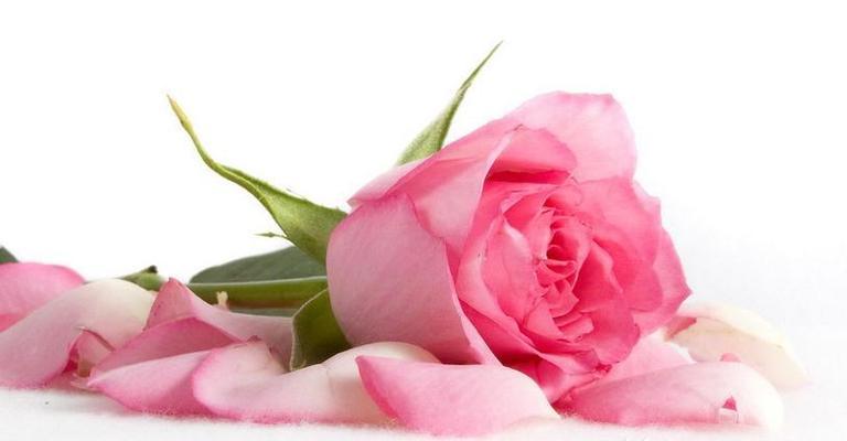粉红色玫瑰的花语和寓意（探寻玫瑰花中的爱与温柔）